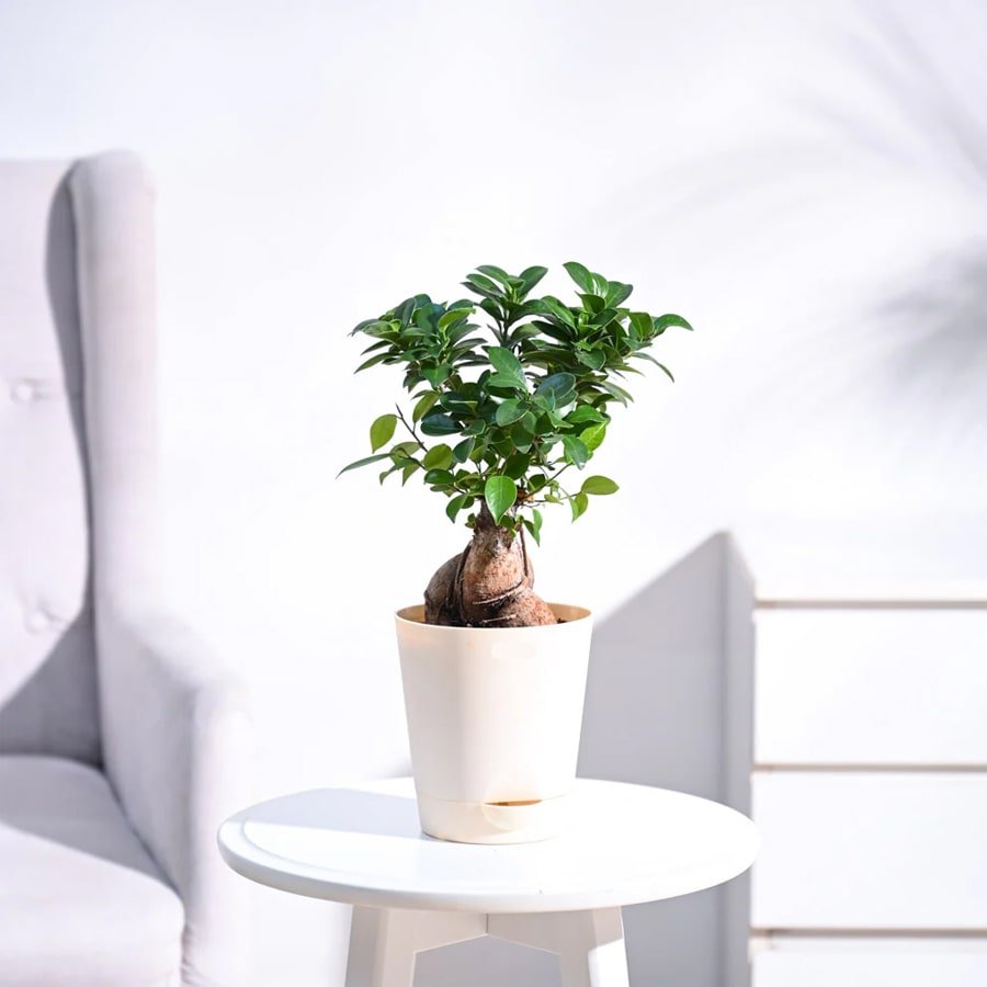 Ficus Bonsai Plant